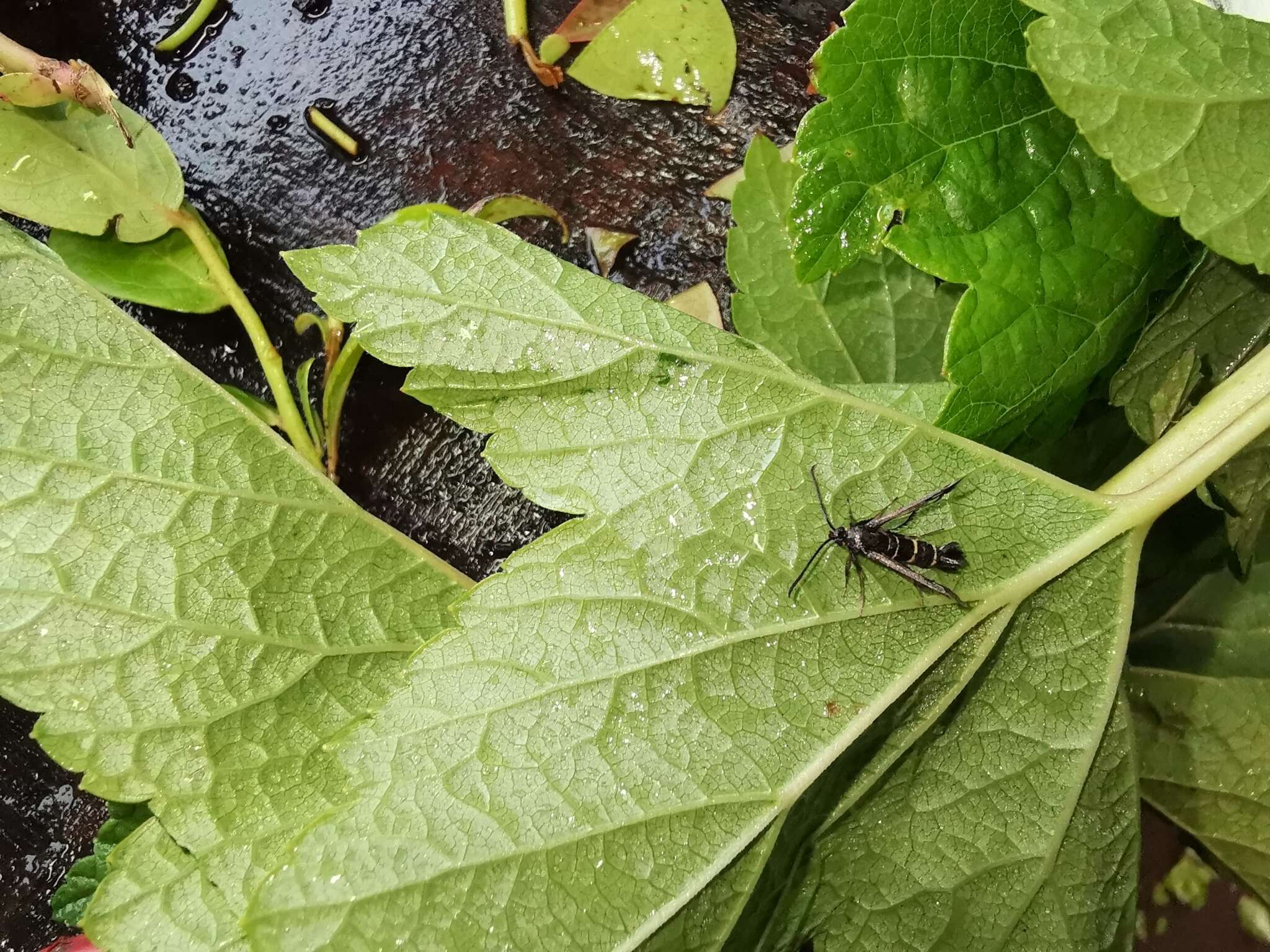 Image of currant and gooseberry borer