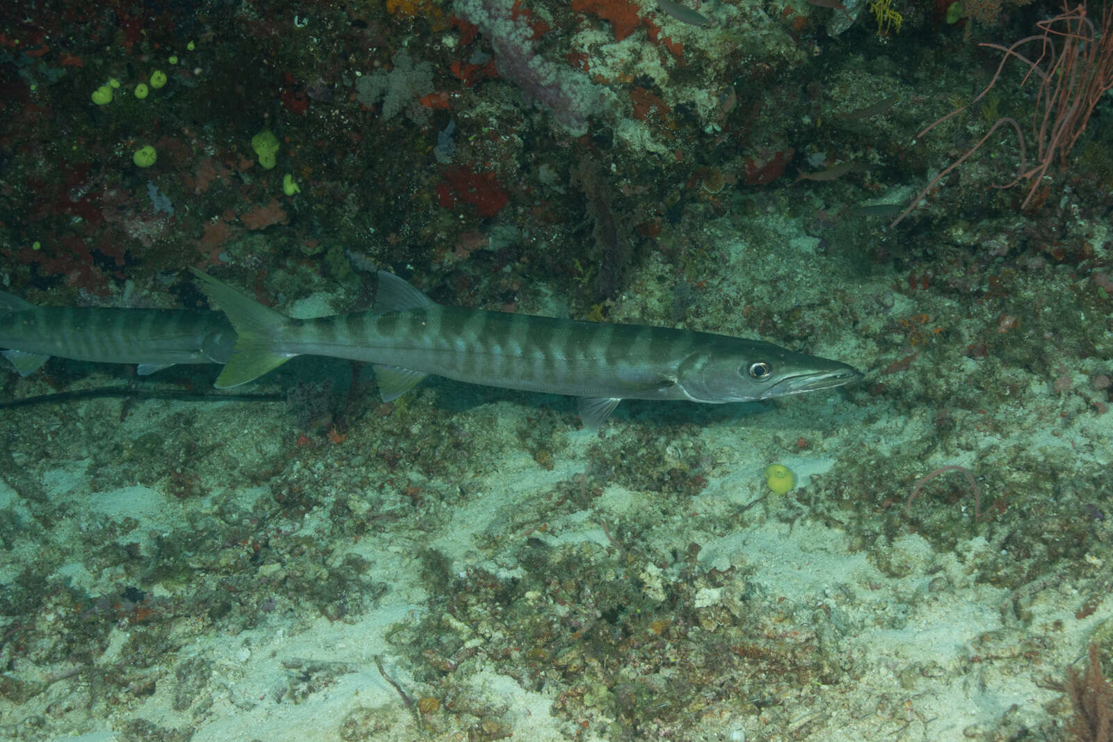 Image of Jello barracuda