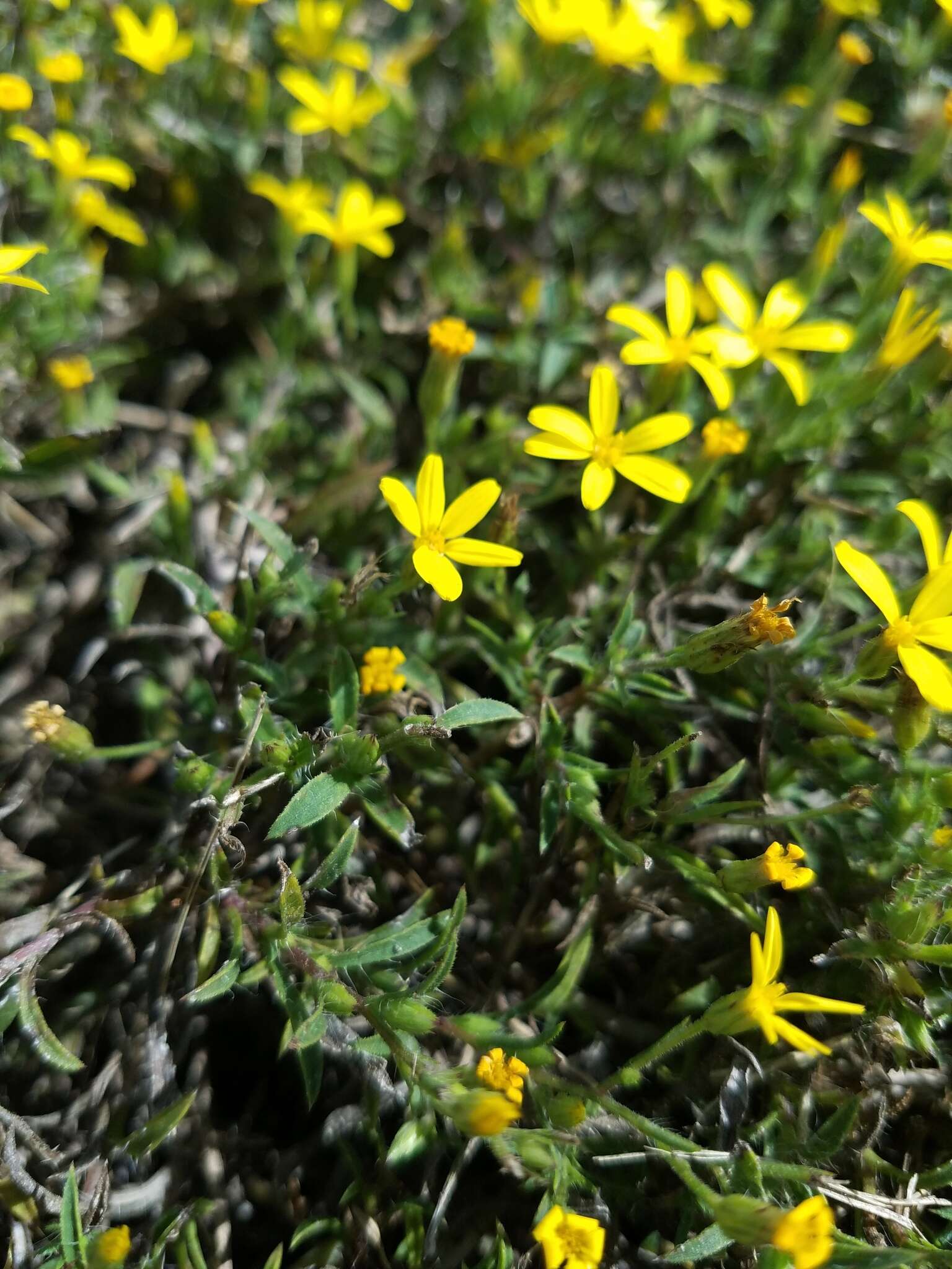 Image of stiffleaf scratchdaisy