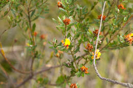 Слика од Pultenaea myrtoides Benth.