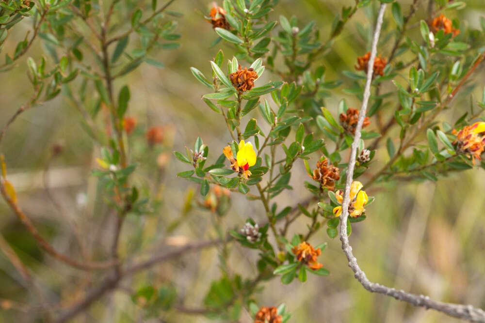 Слика од Pultenaea myrtoides Benth.