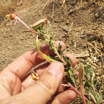 Image of South American evening primrose