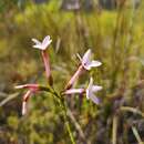 Plancia ëd Erica jasminiflora Salisb.