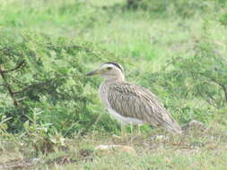 Image of Double-striped Thick-knee