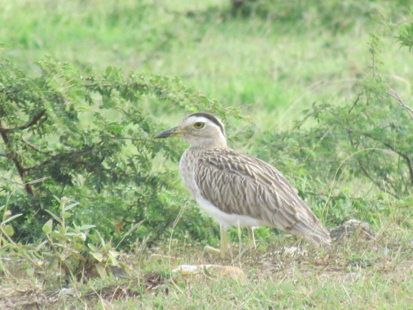 Слика од Burhinus bistriatus (Wagler 1829)