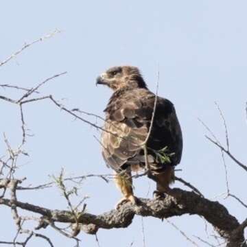 Image of Aquila rapax belisarius (Levaillant & J 1850)