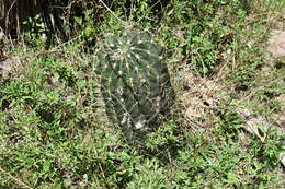 Image of Echinopsis rhodotricha K. Schum.