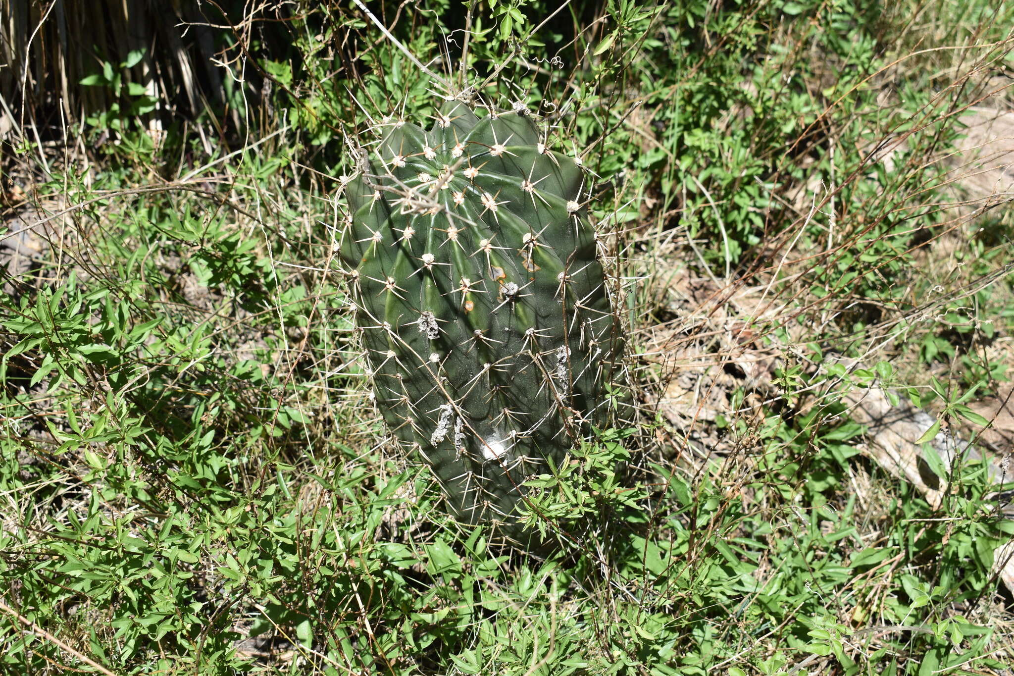 Image of Echinopsis rhodotricha K. Schum.