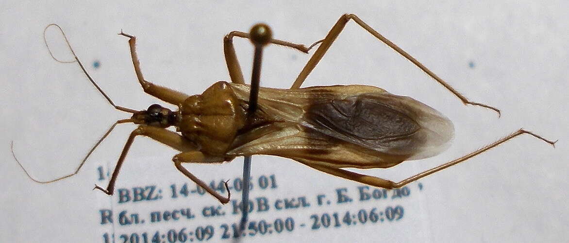 Image of Reduvius testaceus (Herrich-Schaeffer 1848)