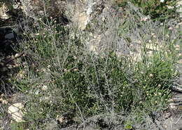 Image of Metalasia pulcherrima pallescens (Harv.) Karis