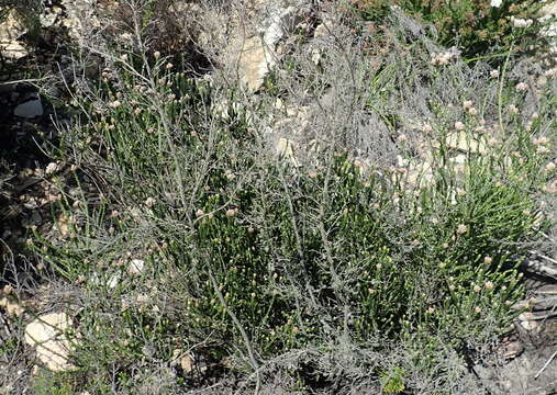 Image of Metalasia pulcherrima pallescens (Harv.) Karis