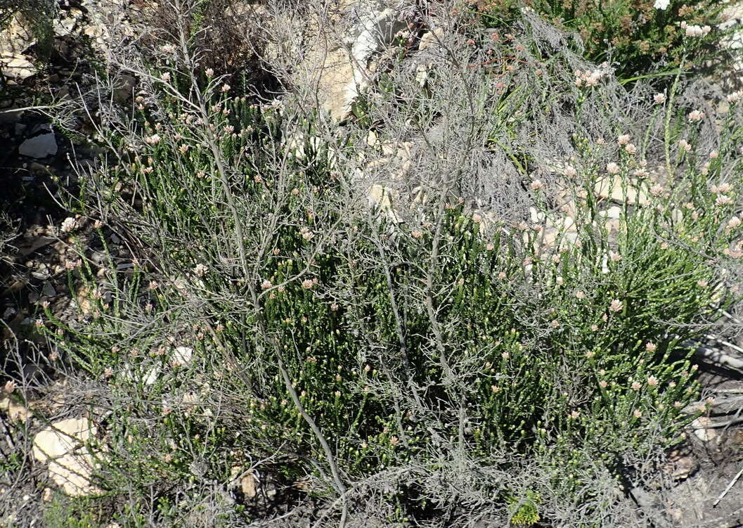 Image of Metalasia pulcherrima pallescens (Harv.) Karis