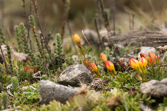 Image of Gentianella hirculus (Griseb.) Fabris