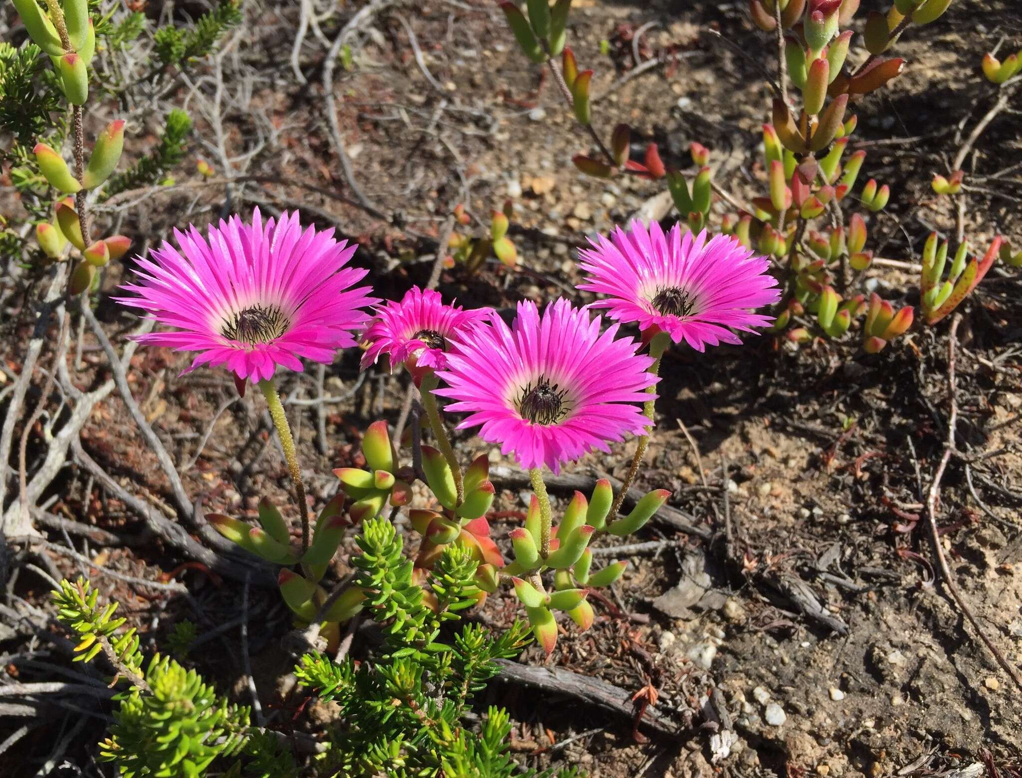 Image of Drosanthemum edwardsiae L. Bol.