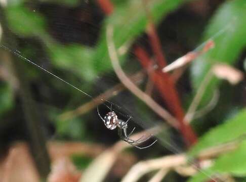 Image of Leucauge xiuying Zhu, Song & Zhang 2003