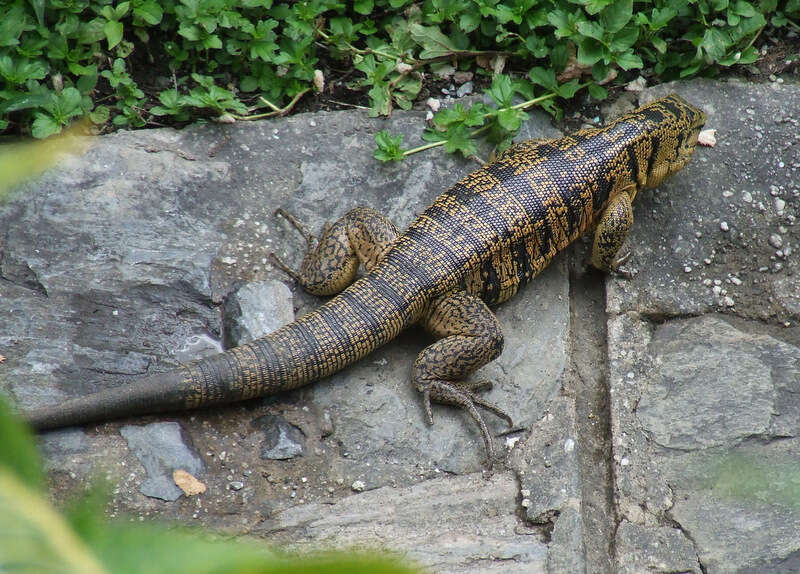 Image of Cryptic golden tegu