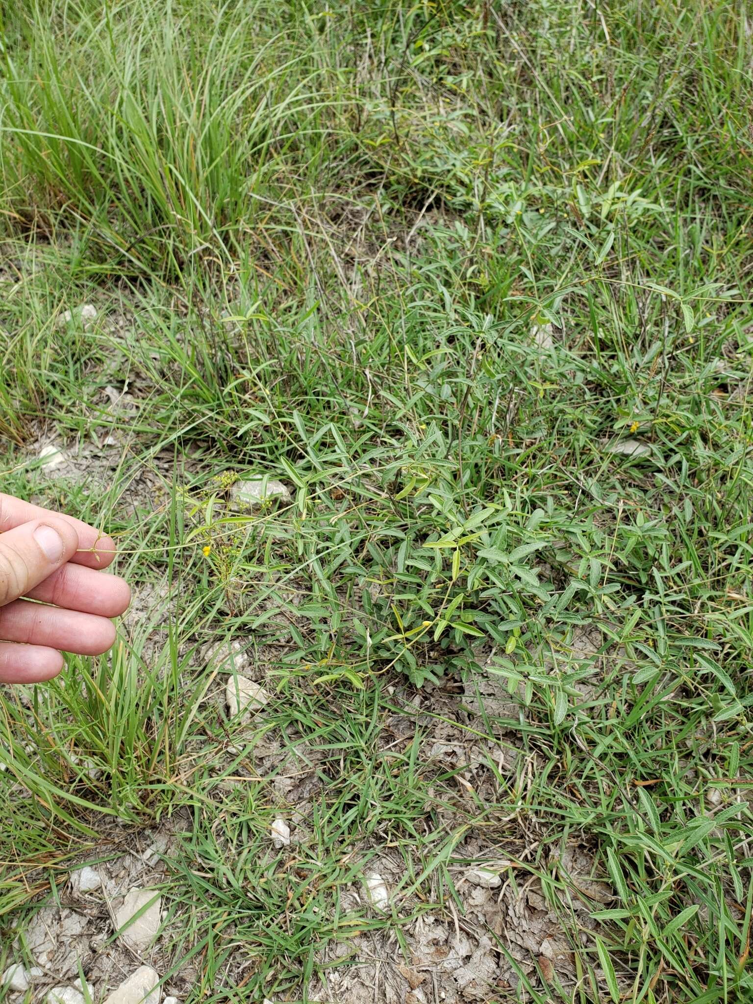 Image of Texas snoutbean