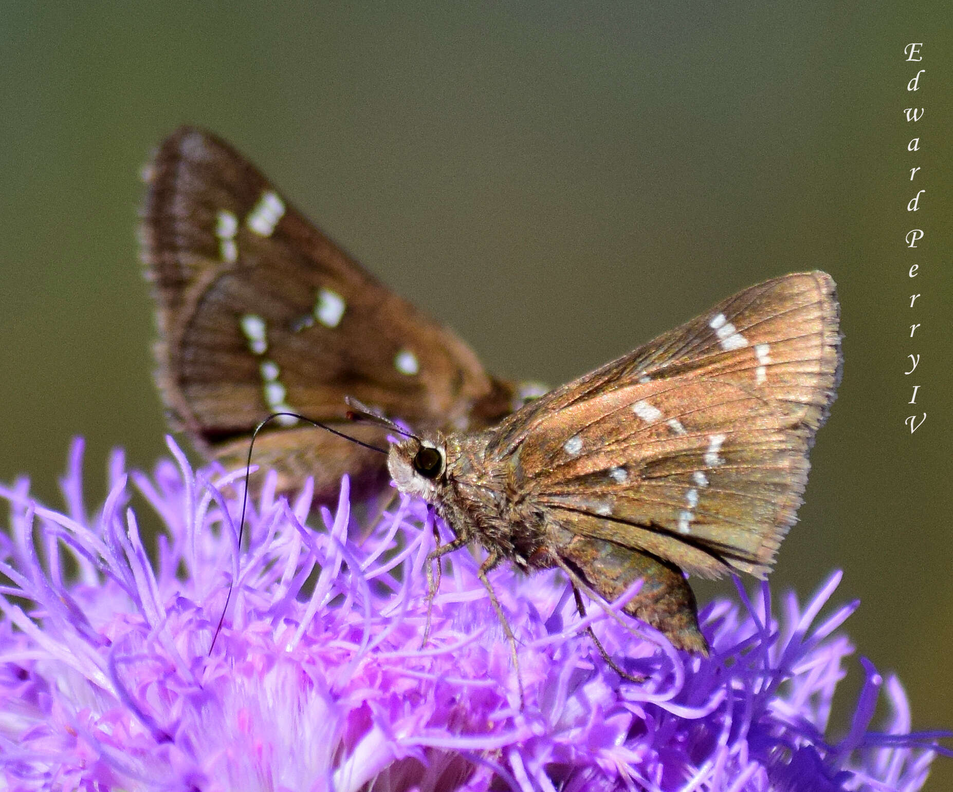 Atrytonopsis loammi Whitney 1876 resmi