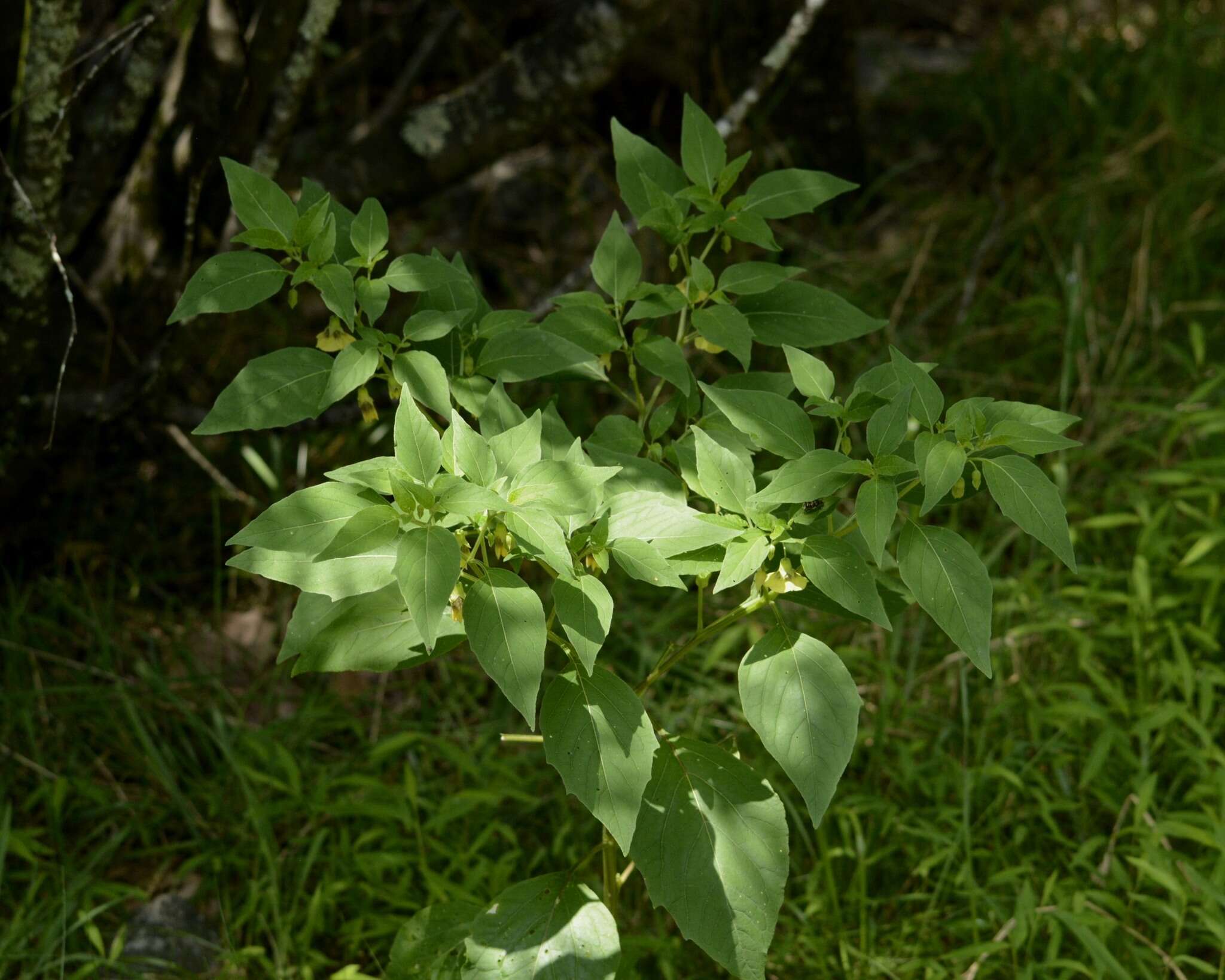 Image de Physalis longifolia var. subglabrata (Mackenzie & Bush) Cronq.