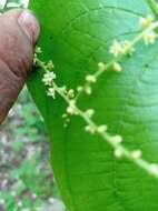 Dioscorea carpomaculata var. carpomaculata resmi