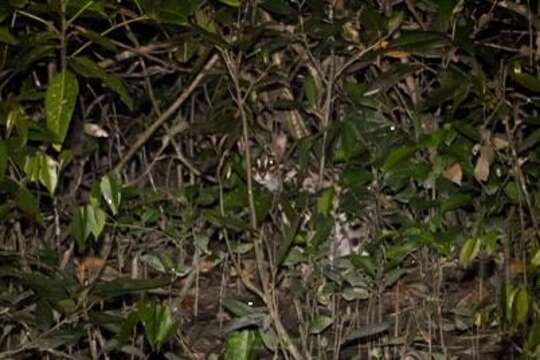 Image of Asian spotted cats