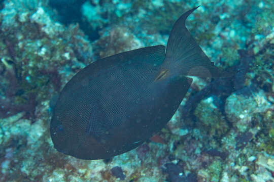 Image of Bluelined Surgeonfish