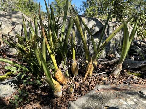 Image of Eulophia petersii (Rchb. fil.) Rchb. fil.