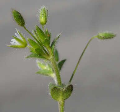 Image of Cerastium tenoreanum Ser.