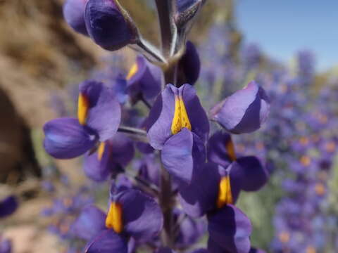 Image of Lupinus oreophilus Phil.