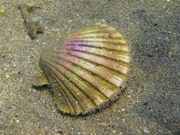 Image of St.James's scallop