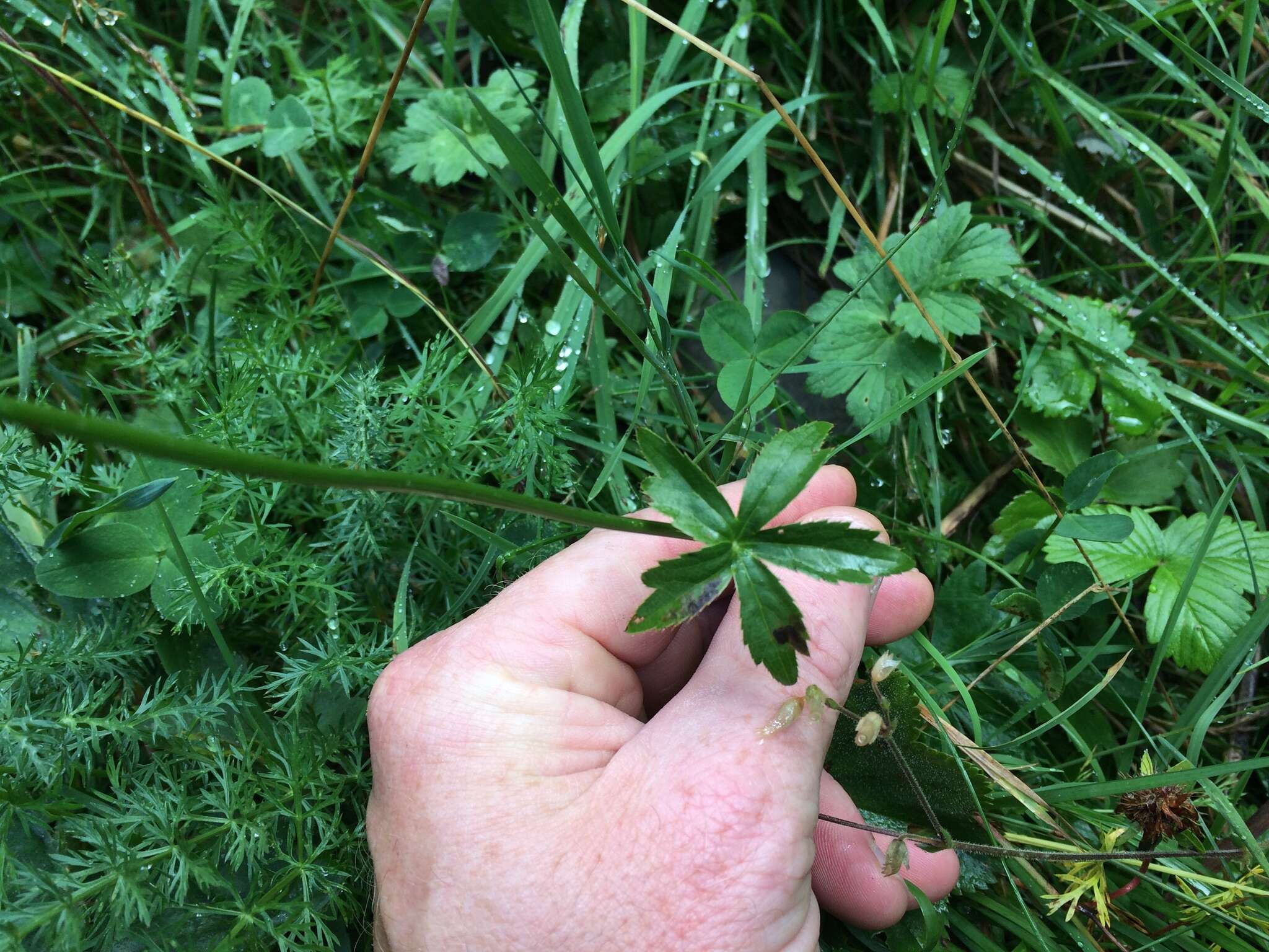 Imagem de Astrantia major L.