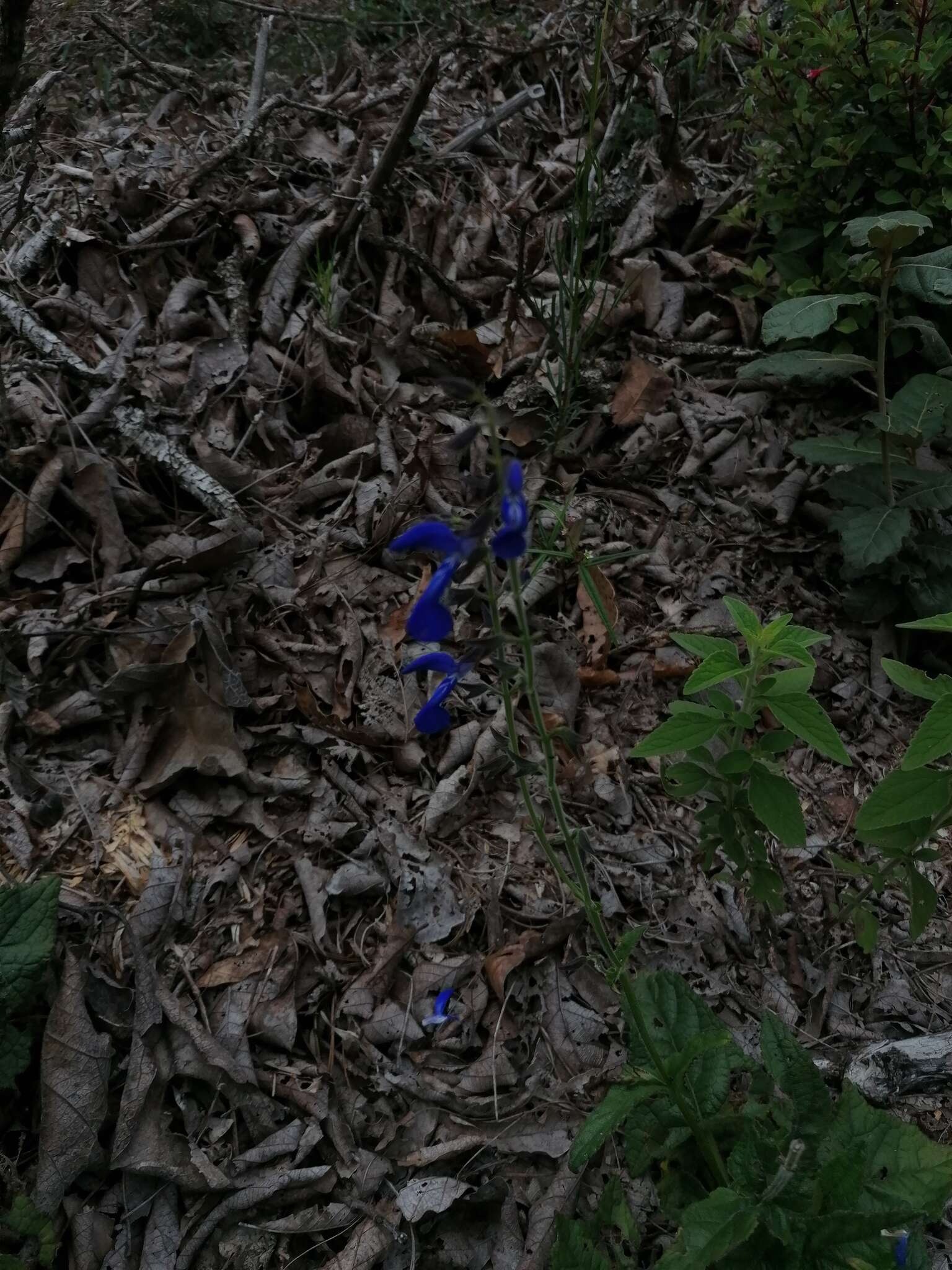 Salvia vitifolia Benth. resmi