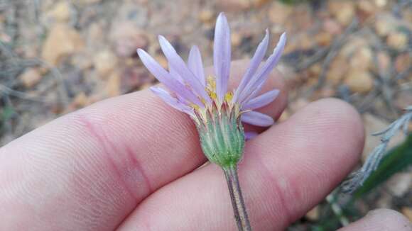 Image of Afroaster hispida (Thunb.) J. C. Manning & Goldblatt