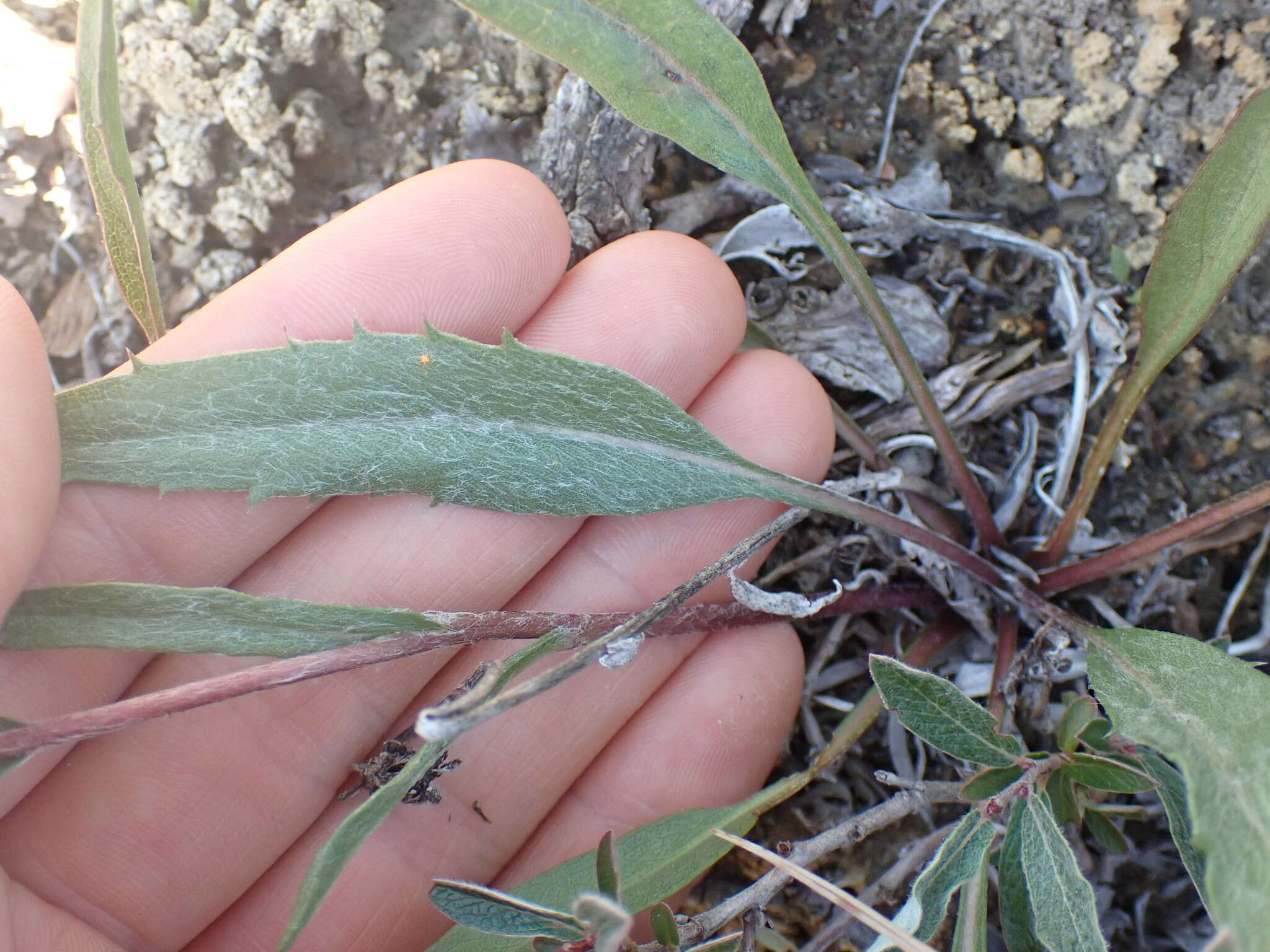 Pyrrocoma uniflora (Hook.) Greene的圖片