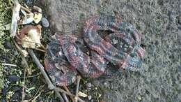 Image of Balsan Coral Snake