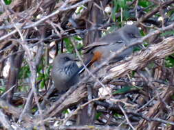 Image of Chestnut-vented Warbler