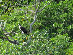 Image of ospreys