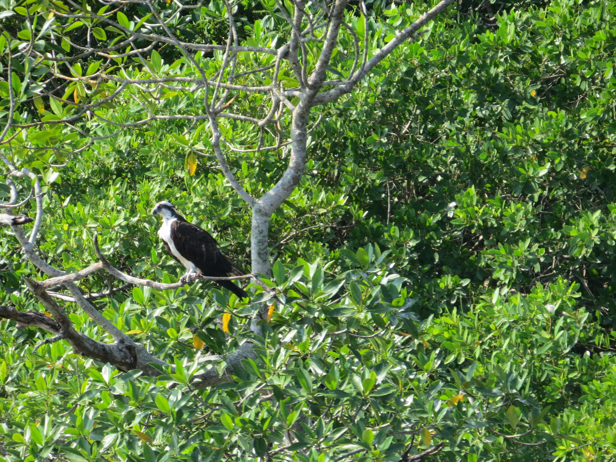 Image of ospreys