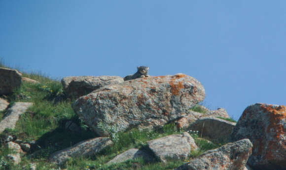 Image of Pallas’s cat