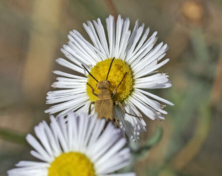 Image of Epicauta (Epicauta) ferruginea (Say 1824)