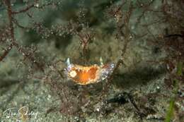 Image of Chromodoris alternata (Burn 1957)