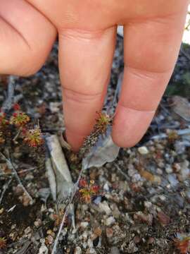 Image of Drosera lasiantha Lowrie & Carlquist