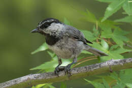 Image of Mountain Chickadee