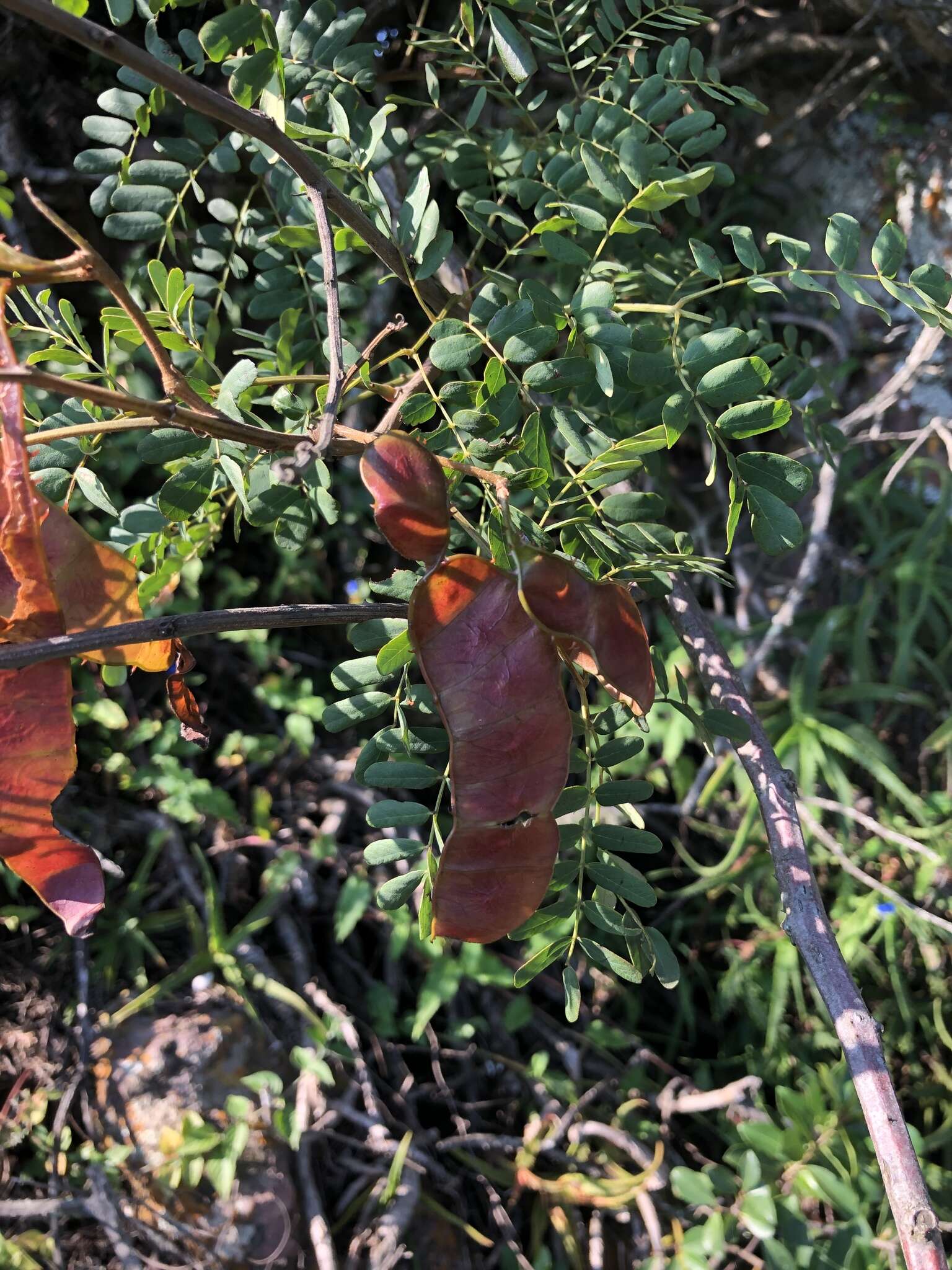 Image of Adenopodia spicata (E. Mey.) C. Presl