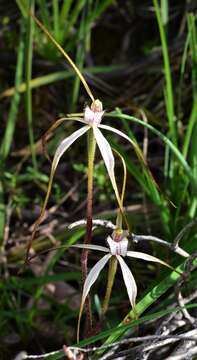 Imagem de Caladenia cretacea (D. L. Jones) G. N. Backh.