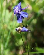 Image of slim larkspur