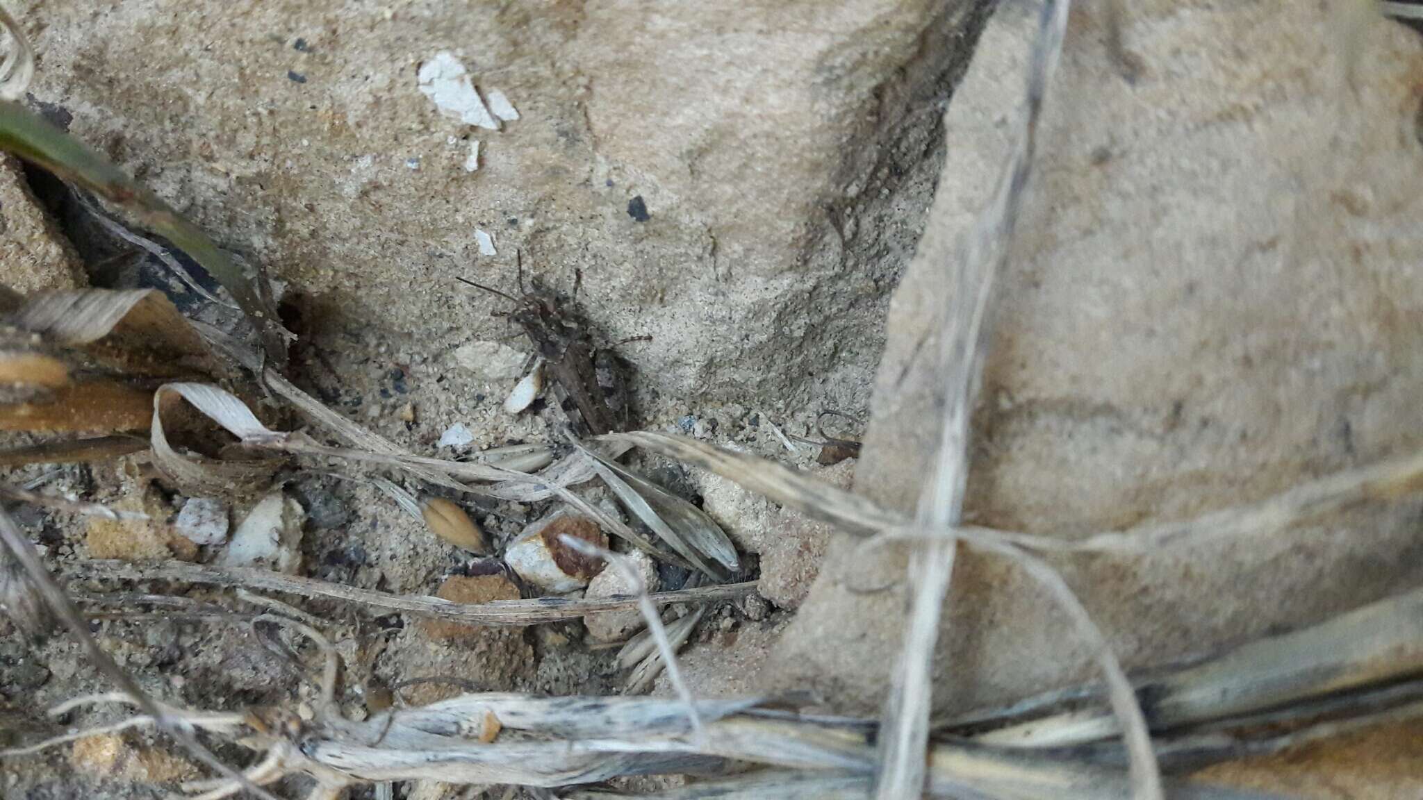 Baeacris bogotensis (Carbonell & Ronderos 1973) resmi