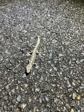 Image of Zig-zag Gecko