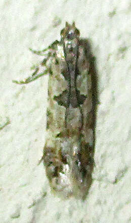 Image of Deltophora typica Sattler 1979