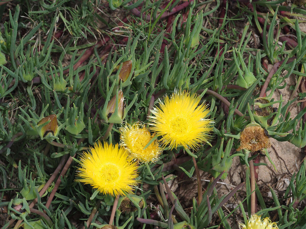 Image of Conicosia pugioniformis subsp. muirii (N. E. Br.) Ihlenfeldt & Gerbaulet